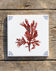 Seaweed