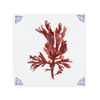 Seaweed